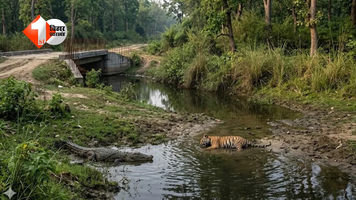 जंगल का शिकारी खुद बना शिकार… VTR में मगरमच्छ के हमले से बाघ की मौत, बढ़ते खतरे ने बढ़ाई चिंता