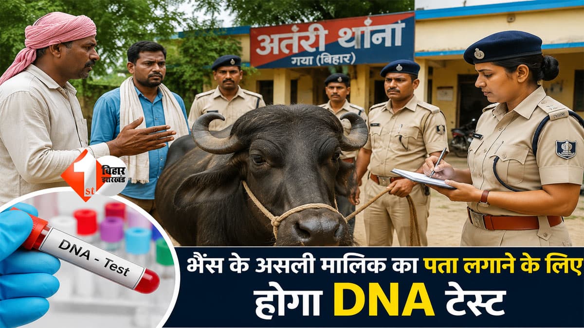 Bihar News : बिहार की पहली 'सेलिब्रिटी भैंस'! अब DNA बताएगा भैंस किसकी? गया में मालिकाना हक का अनोखा मामला पहुंचा वैज्ञानिक जांच तक