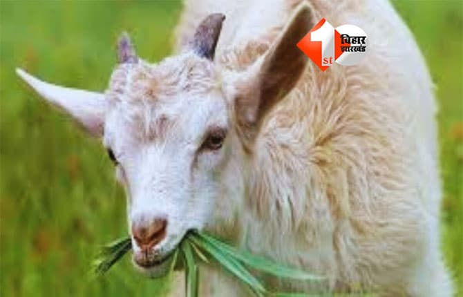 Bihar crime news : बकरी चराने को लेकर खूनी विवाद, दंपति को बांधकर पीटा गया, पत्नी की मौत, पति की जान बची