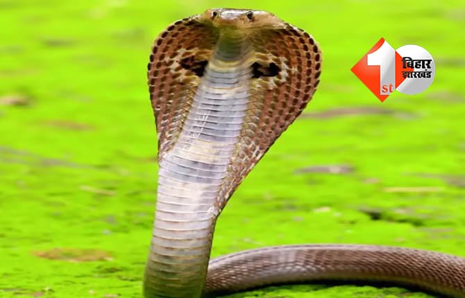 झारखंड न्यूज