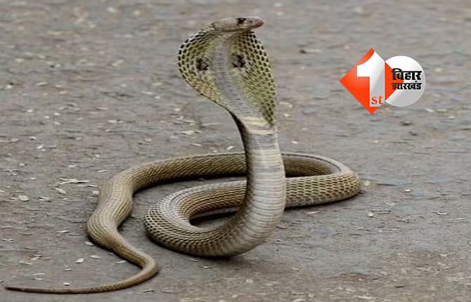 उत्तर प्रदेश न्यूज