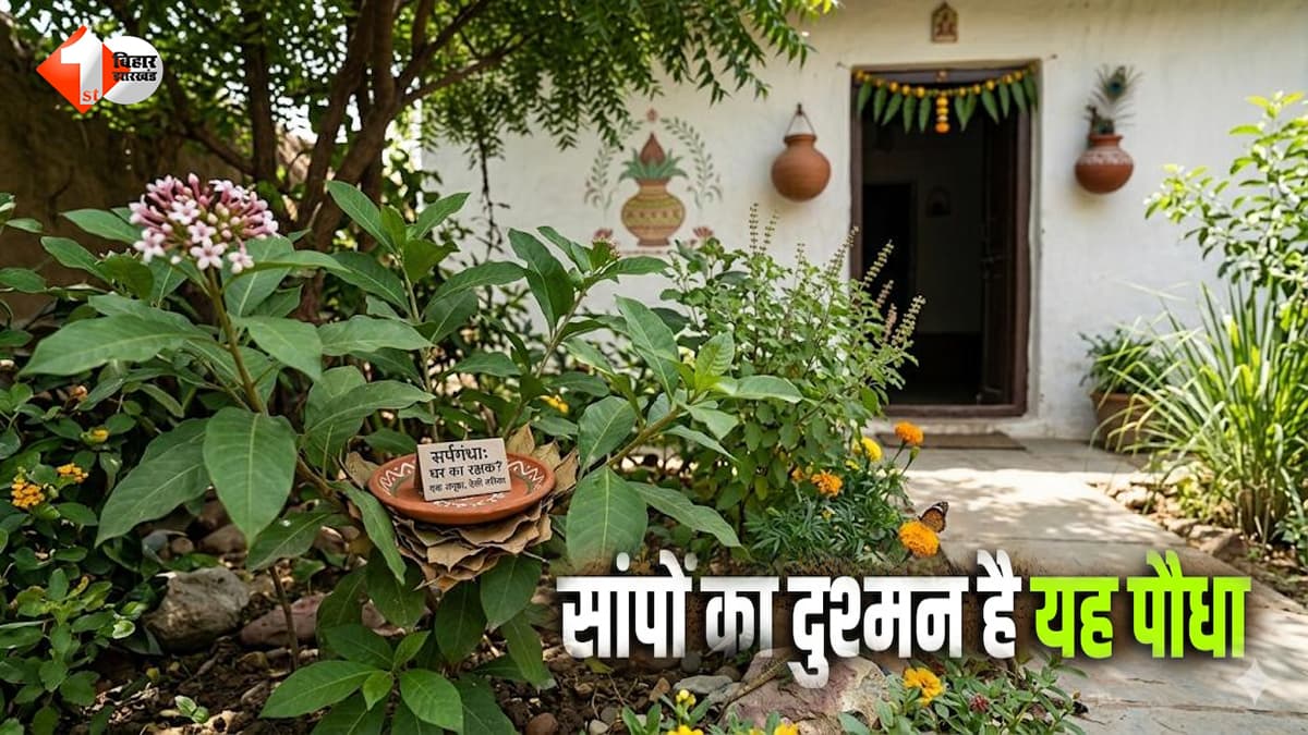 Plants to Repel Snakes: गर्मी में घर से दूर रहेंगे सांप! बस कर लें यह काम… इस दिशा में लगा दें यह जादुई पौधा