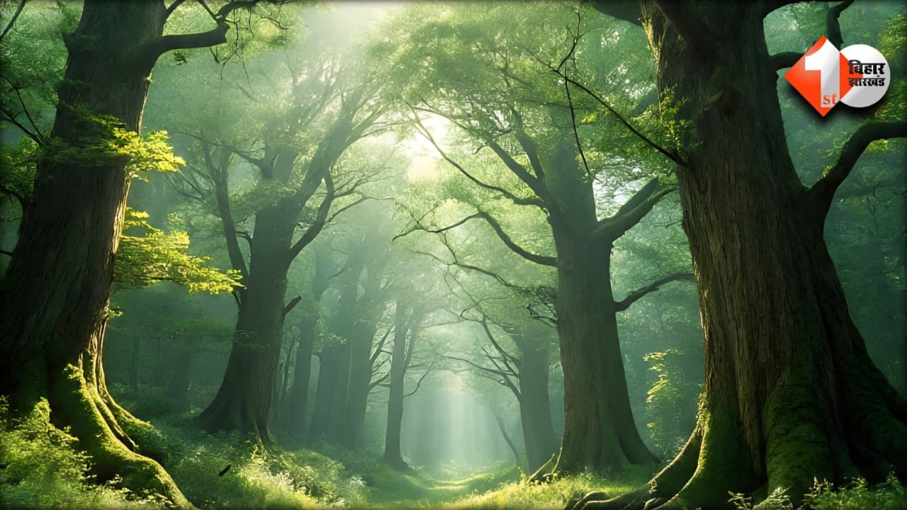 Forest Area Ranking