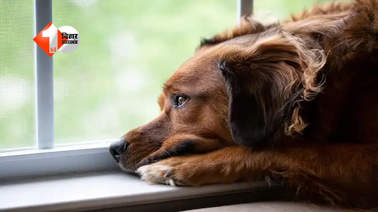 Animal Abuse Case