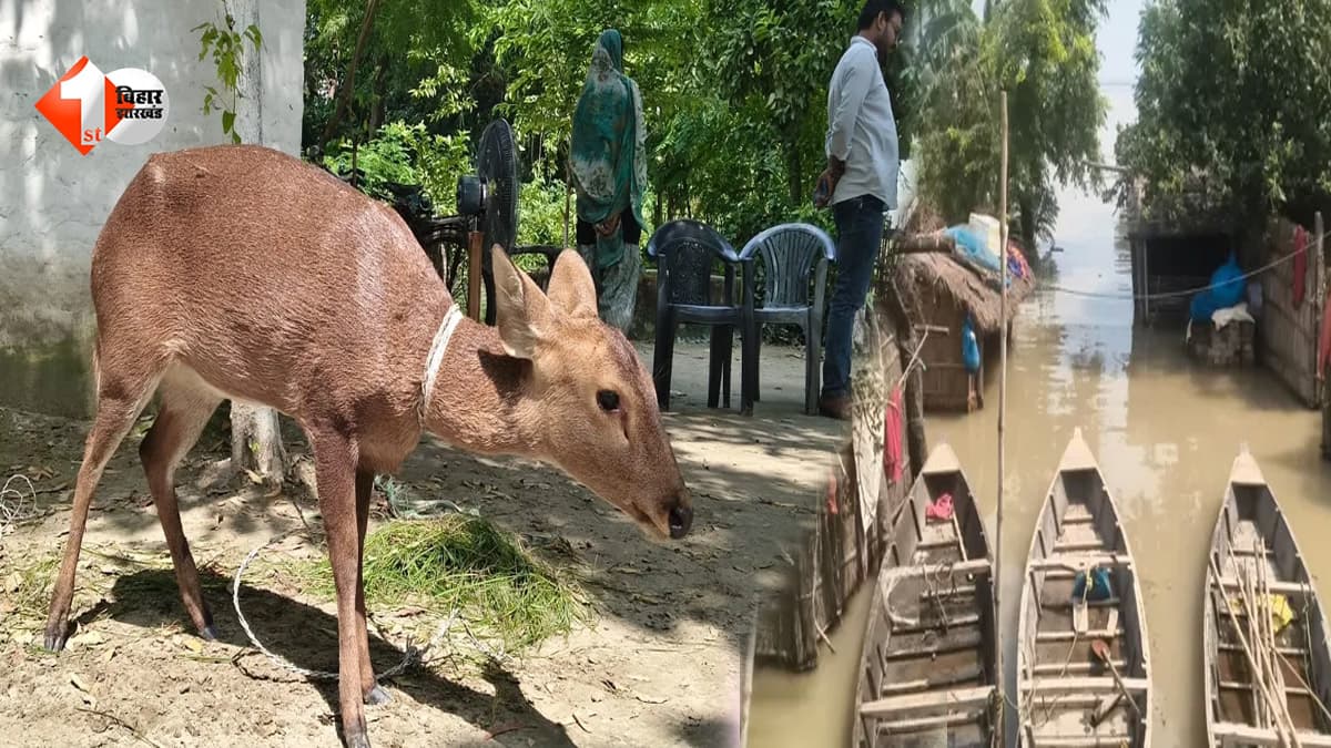 गंडक का बांध टूटने से गोपालगंज में बाढ़ का कहर, डूबने से महिला की मौत, पानी में बहकर आए 2 हिरण